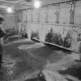 _v_bathing_00_0081e1d6036d40ff0d6