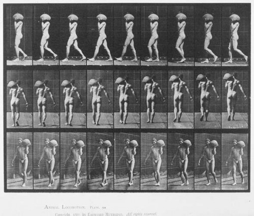 eadweard-muybridge---photographer-6f6f3f8864a14a6fe.jpg