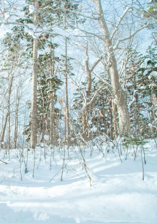 1580e68446a3d4c6304.png