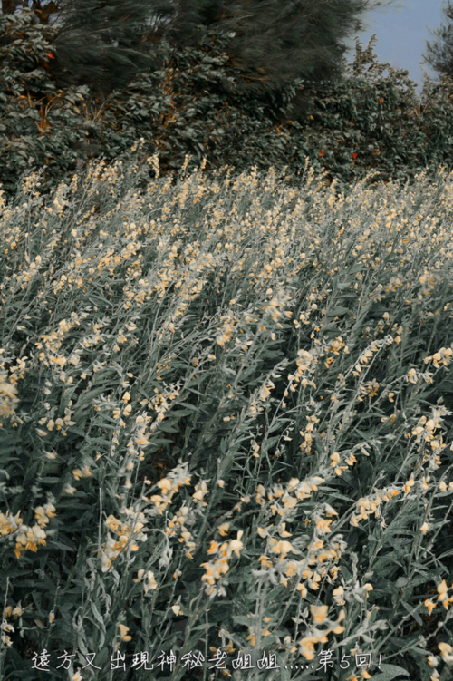 81b31a086761d5626a.png