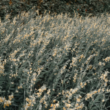 81b31a086761d5626a
