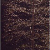 Scan10046